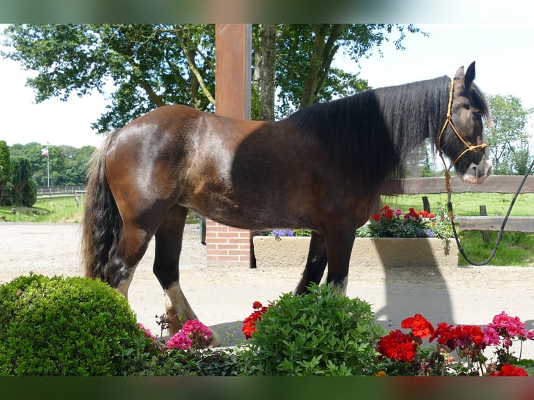 Gypsy Horse Mare 5 years 14,1 hh Black in Lathen