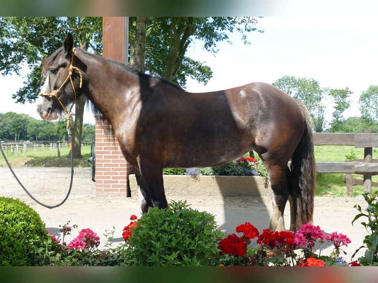 Gypsy Horse Mare 5 years 14,1 hh Black in Lathen