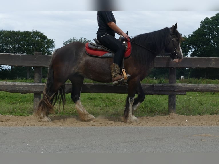 Gypsy Horse Mare 5 years 14,1 hh Black in Lathen