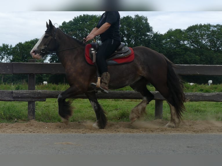 Gypsy Horse Mare 5 years 14,1 hh Black in Lathen