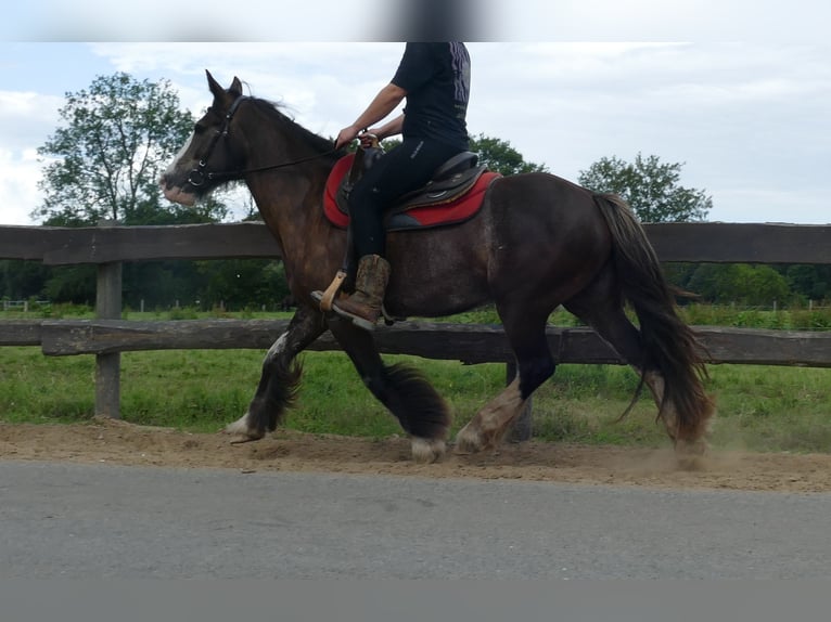 Gypsy Horse Mare 5 years 14,1 hh Black in Lathen