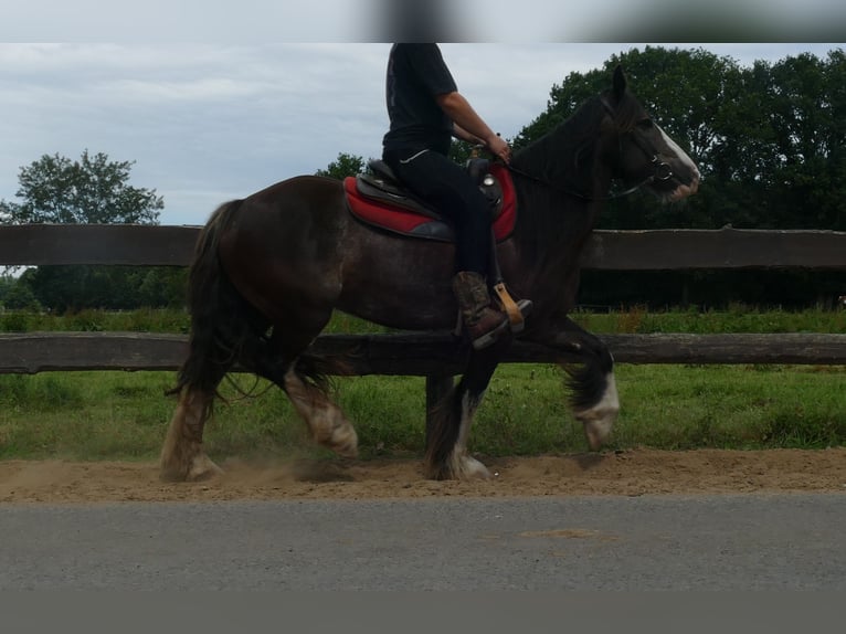 Gypsy Horse Mare 5 years 14,1 hh Black in Lathen