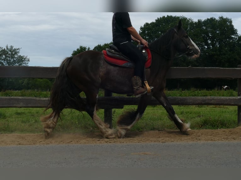 Gypsy Horse Mare 5 years 14,1 hh Black in Lathen