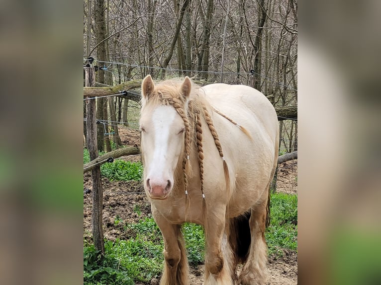 Gypsy Horse Mare 5 years 14,1 hh in Hossz&#xFA;het&#xE9;ny
