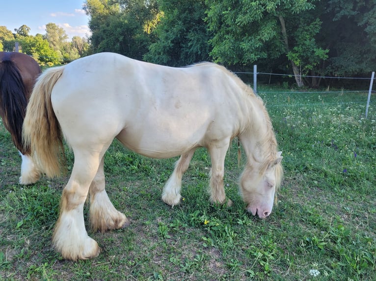 Gypsy Horse Mare 5 years 14,1 hh in Hossz&#xFA;het&#xE9;ny
