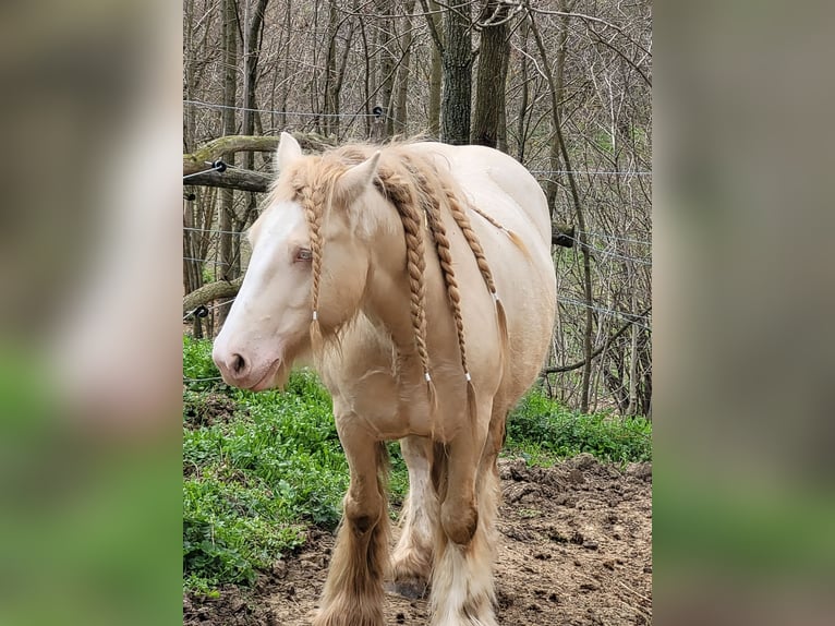 Gypsy Horse Mare 5 years 14,1 hh in Hossz&#xFA;het&#xE9;ny