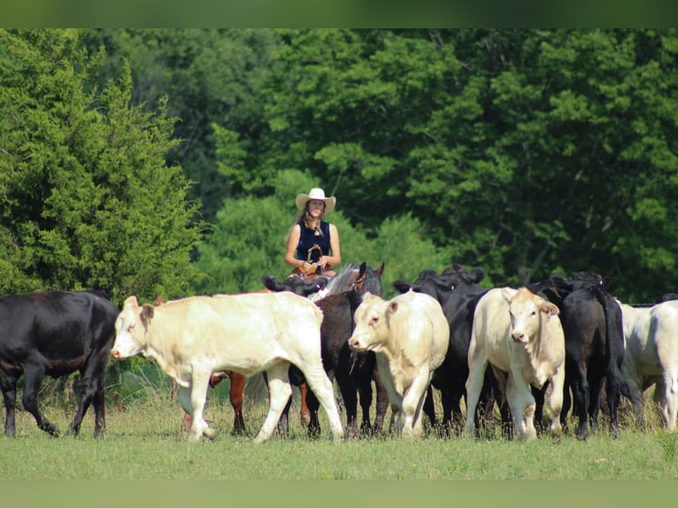 Gypsy Horse Mix Mare 5 years 14,2 hh in Baxter Springs, KS