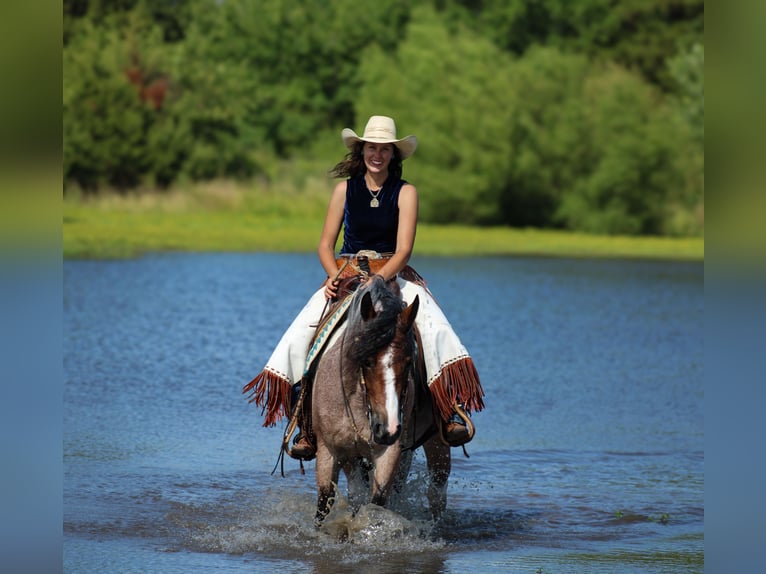 Gypsy Horse Mix Mare 5 years 14,2 hh in Baxter Springs, KS