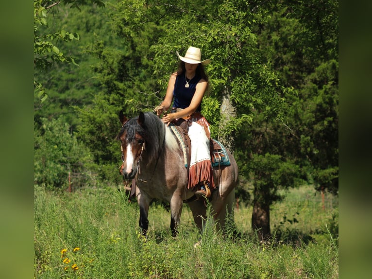 Gypsy Horse Mix Mare 5 years 14,2 hh in Baxter Springs, KS