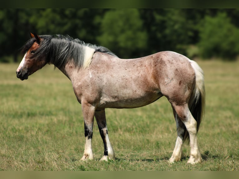 Gypsy Horse Mix Mare 5 years 14,2 hh in Baxter Springs, KS