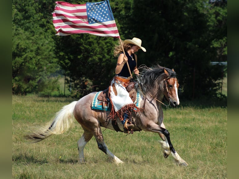 Gypsy Horse Mix Mare 5 years 14,2 hh in Baxter Springs, KS