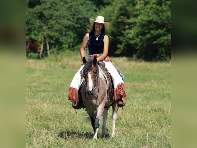 Gypsy Horse Mix Mare 5 years 14,2 hh in Baxter Springs, KS