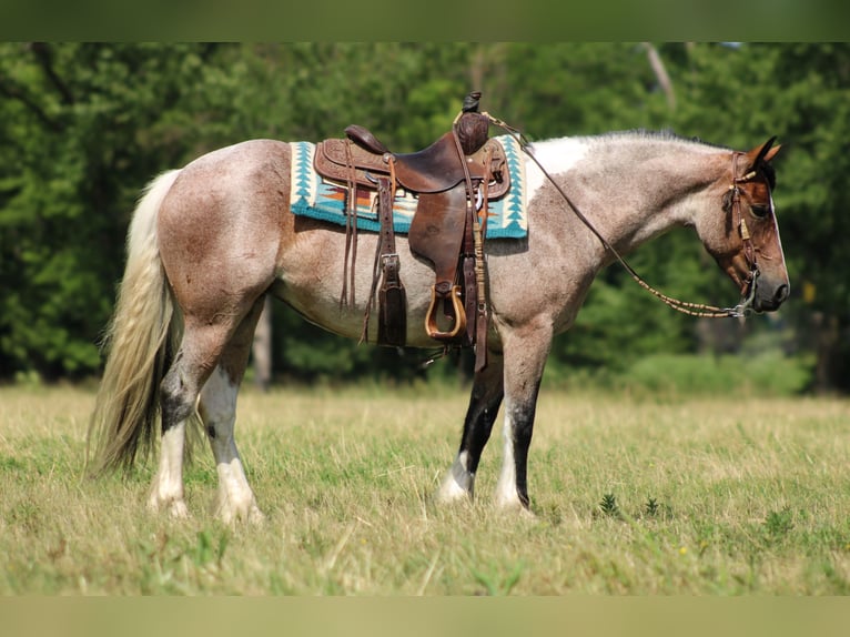 Gypsy Horse Mix Mare 5 years 14,2 hh in Baxter Springs, KS