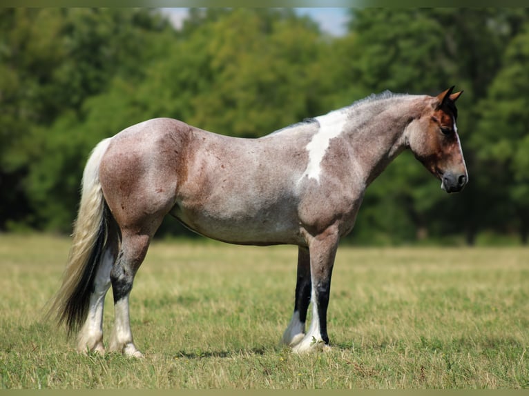 Gypsy Horse Mix Mare 5 years 14,2 hh in Baxter Springs, KS