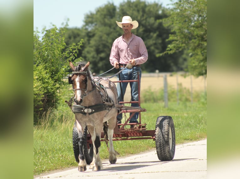 Gypsy Horse Mix Mare 5 years 14,2 hh in Baxter Springs, KS
