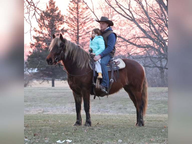 Gypsy Horse Mare 5 years 14,2 hh Brown in Howell