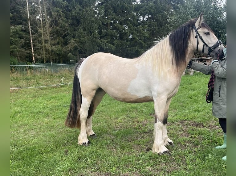 Gypsy Horse Mare 5 years 14,2 hh Buckskin in Sydower Fließ