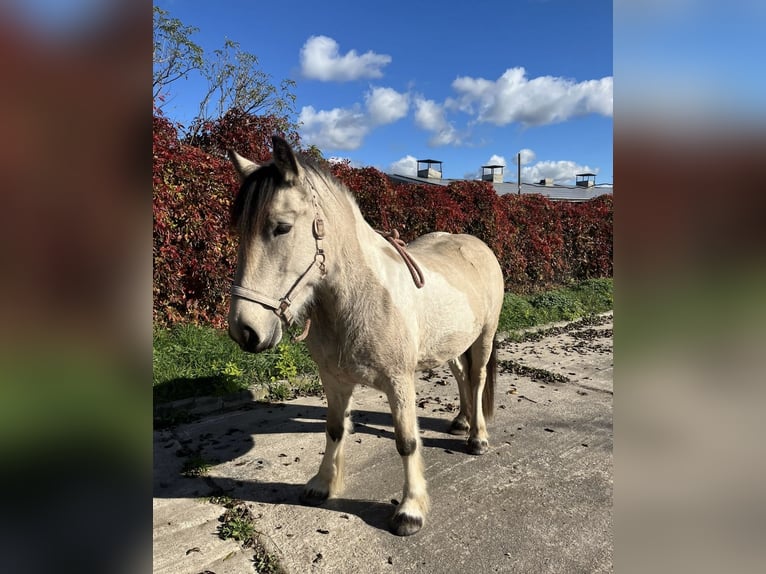 Gypsy Horse Mare 5 years 14,2 hh Buckskin in Sydower Fließ