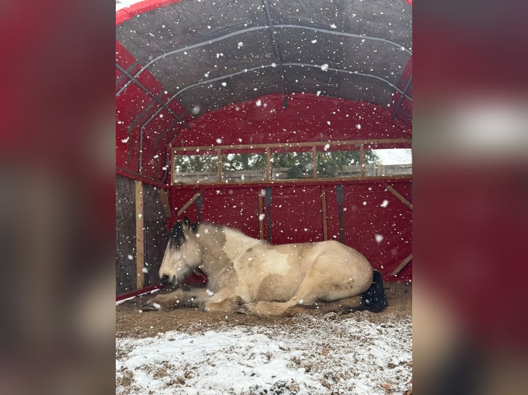 Gypsy Horse Mare 5 years 14,2 hh Buckskin in Sydower Fließ