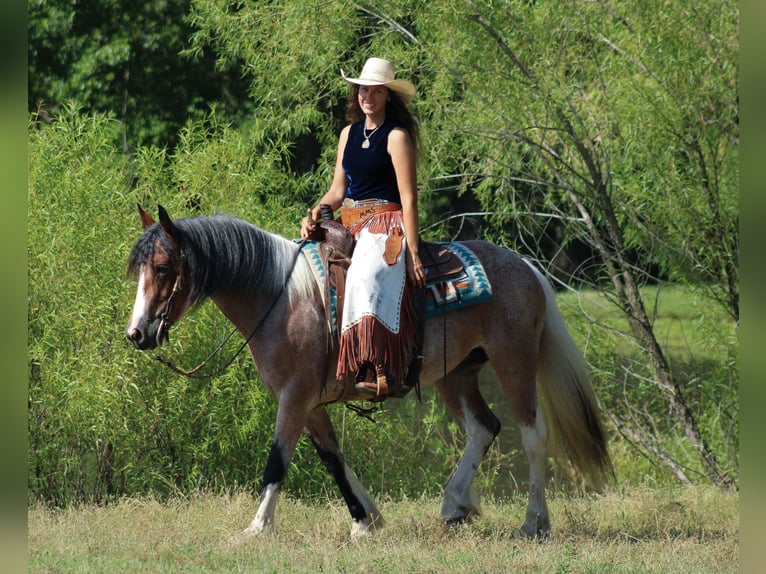 Gypsy Horse Mix Mare 5 years 14,2 hh in Baxter Springs, KS