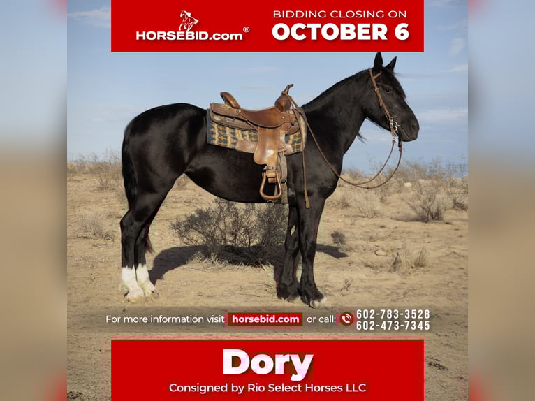 Gypsy Horse Mix Mare 5 years 14,3 hh Black in Tonopah