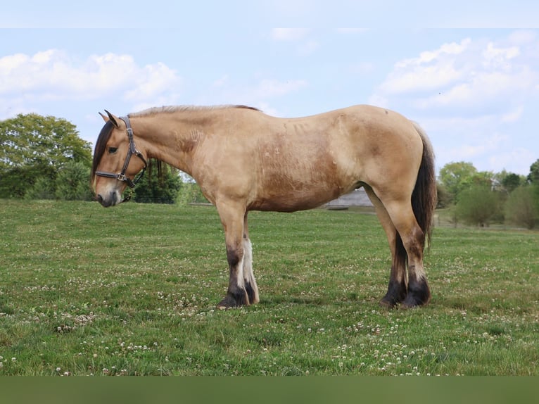 Gypsy Horse Mix Mare 5 years 14,3 hh Dun in Howell
