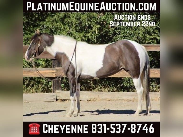 Gypsy Horse Mare 5 years 14,3 hh Grullo in Bitterwater CA