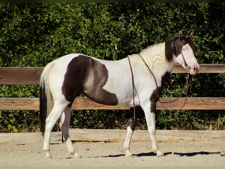Gypsy Horse Mare 5 years 14,3 hh Grullo in Bitterwater CA