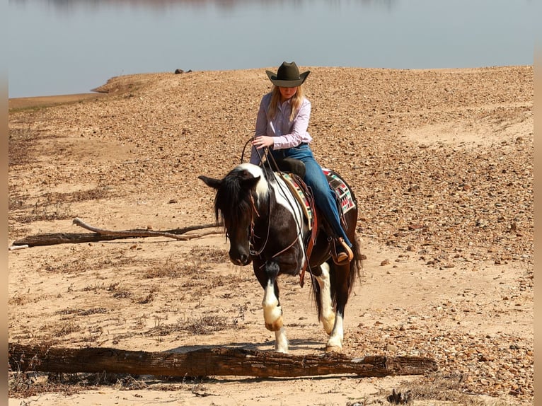 Gypsy Horse Mix Mare 5 years 14,3 hh Pinto in Quitman