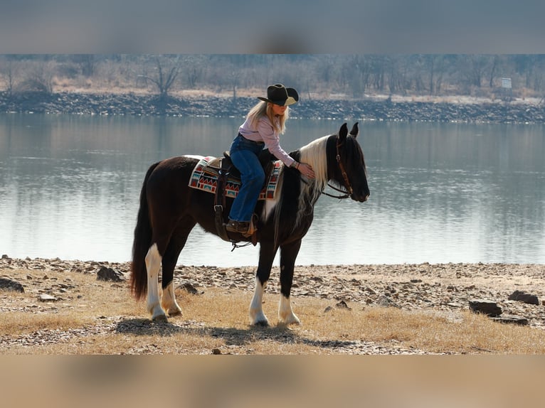 Gypsy Horse Mix Mare 5 years 14,3 hh Pinto in Quitman