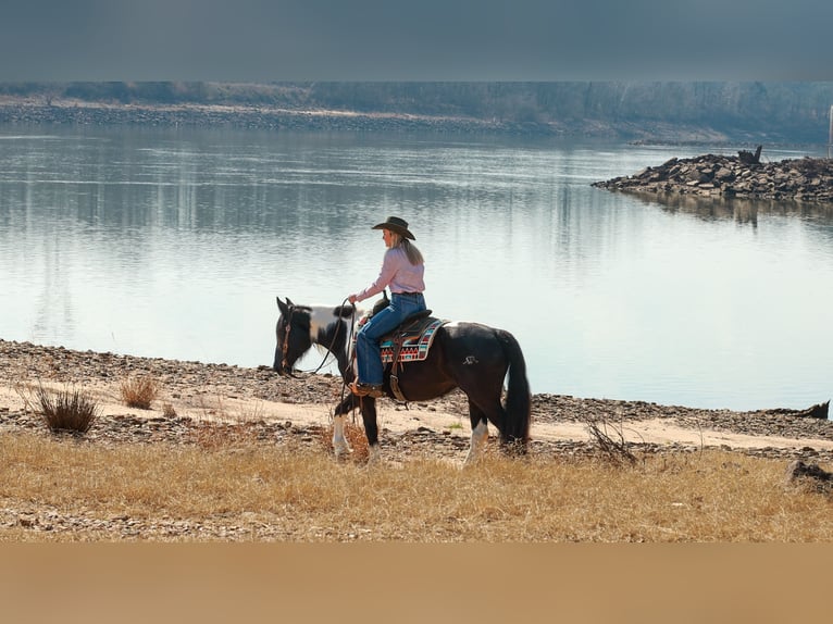 Gypsy Horse Mix Mare 5 years 14,3 hh Pinto in Quitman