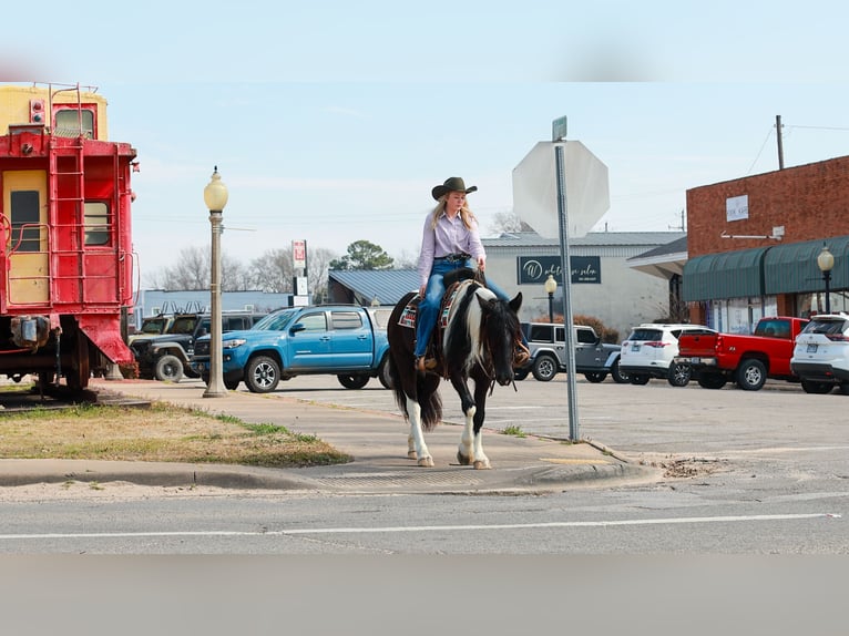 Gypsy Horse Mix Mare 5 years 14,3 hh Pinto in Quitman