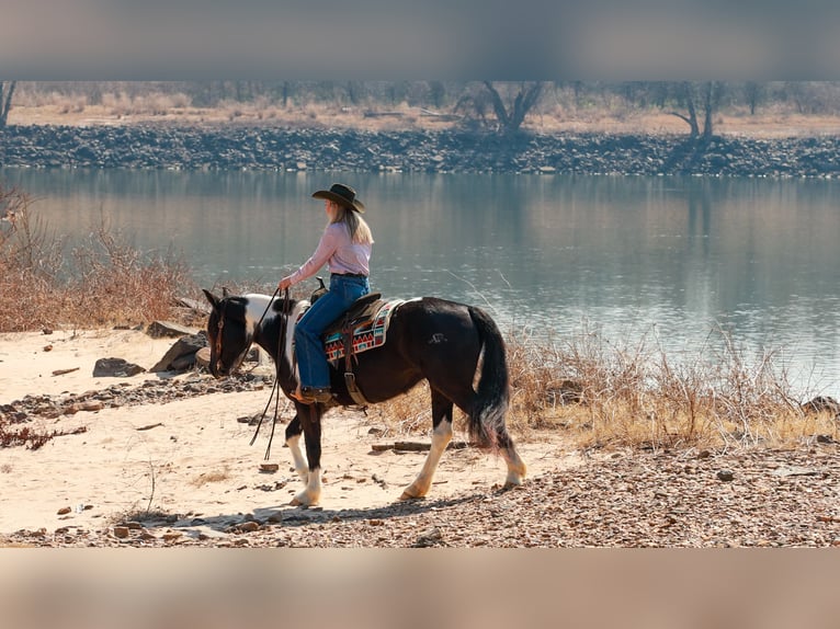 Gypsy Horse Mix Mare 5 years 14,3 hh Pinto in Quitman
