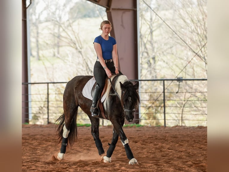 Gypsy Horse Mix Mare 5 years 14,3 hh Pinto in Quitman