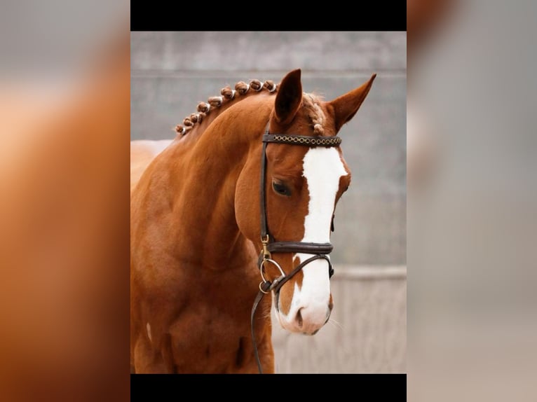 Gypsy Horse Mare 5 years 15,1 hh Chestnut-Red in Almere