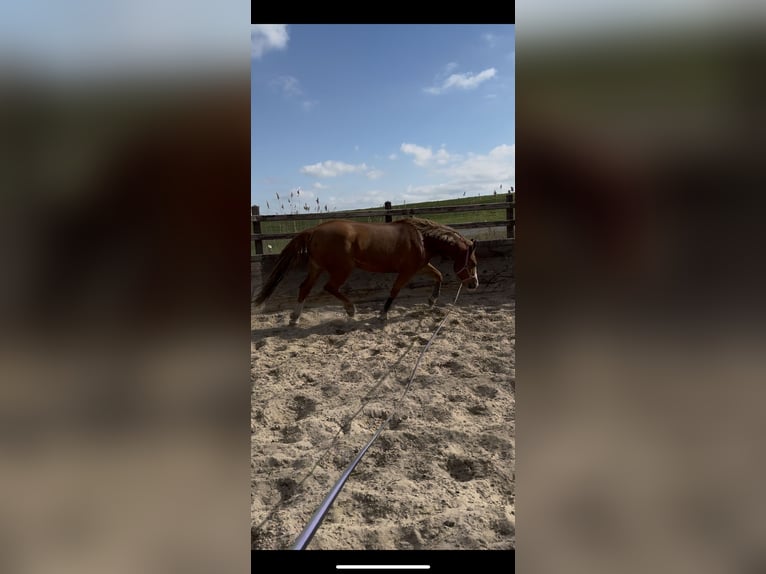 Gypsy Horse Mare 5 years 15,1 hh Chestnut-Red in Almere