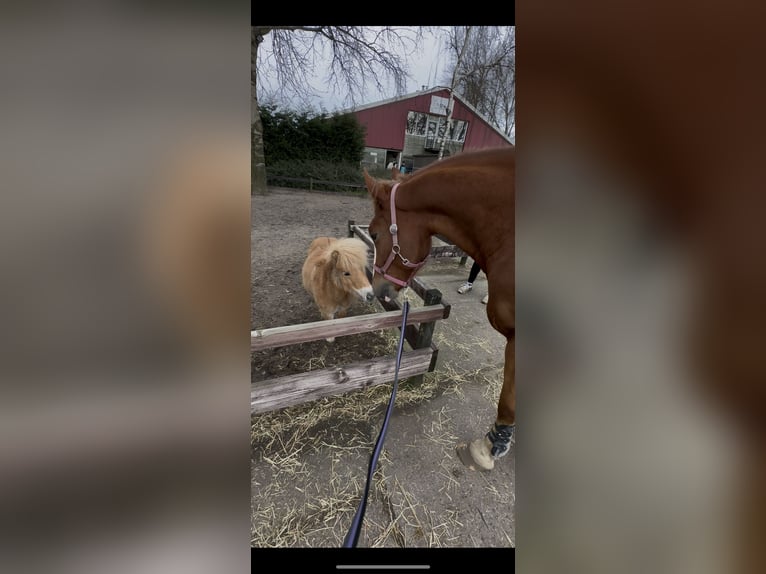 Gypsy Horse Mare 5 years 15,1 hh Chestnut-Red in Almere