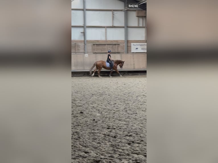 Gypsy Horse Mare 5 years 15,1 hh Chestnut-Red in Almere