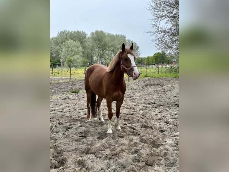 Gypsy Horse Mare 5 years 15,1 hh Chestnut-Red in Almere