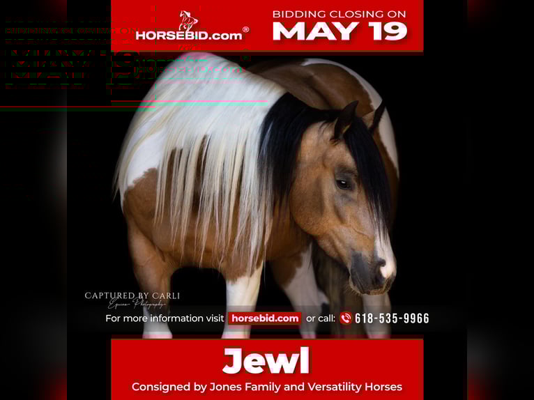 Gypsy Horse Mix Mare 5 years 15,1 hh in Lewistown, IL