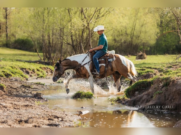 Gypsy Horse Mix Mare 5 years 15,1 hh in Lewistown, IL