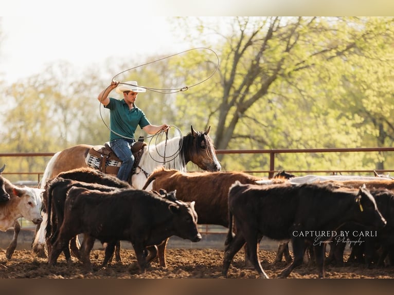 Gypsy Horse Mix Mare 5 years 15,1 hh in Lewistown, IL