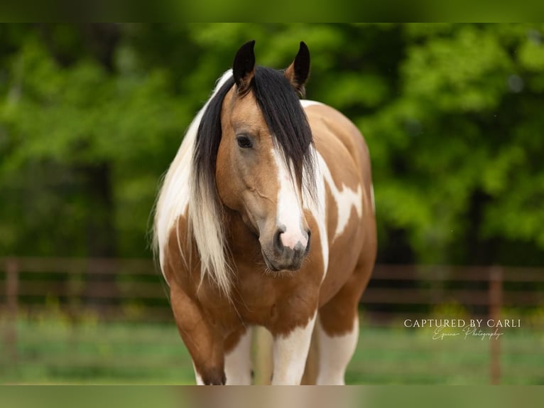 Gypsy Horse Mix Mare 5 years 15,1 hh in Lewistown, IL