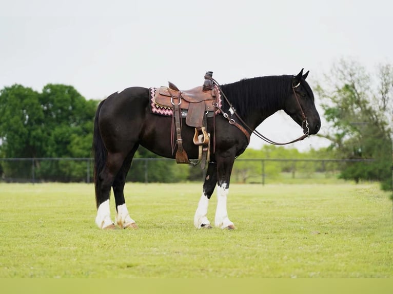 Gypsy Horse Mix Mare 5 years 16 hh Black in Pilot Point