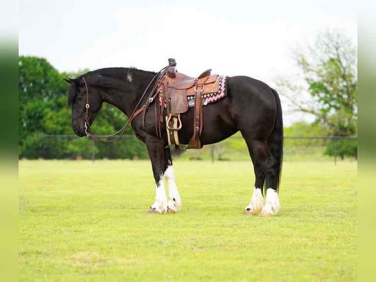 Gypsy Horse Mix Mare 5 years 16 hh Black in Pilot Point
