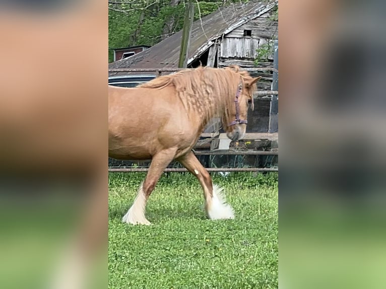 Gypsy Horse Mare 5 years Chestnut in De Soto