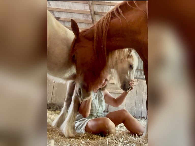 Gypsy Horse Mare 5 years Chestnut in De Soto