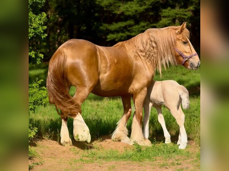 Gypsy Horse Mare 5 years Chestnut in De Soto