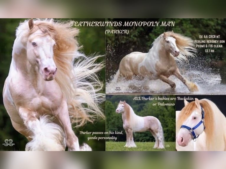 Gypsy Horse Mare 5 years Chestnut in De Soto