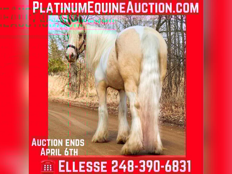 Gypsy Horse Mare 5 years Palomino in Howell, MI